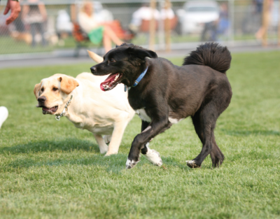 Dogs running in park