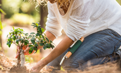 Close up of a woman planting a tree.